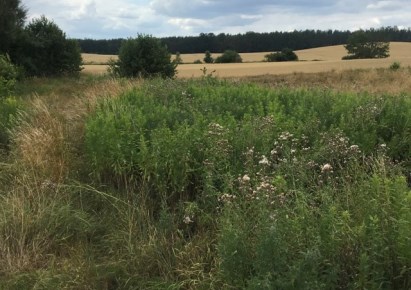 działka na sprzedaż - Oborniki Śląskie, Rościsławice