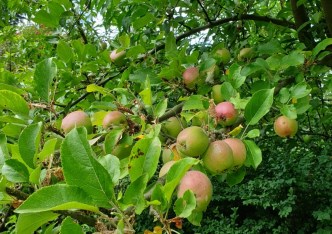 działka na sprzedaż - Szczecin, Warszewo